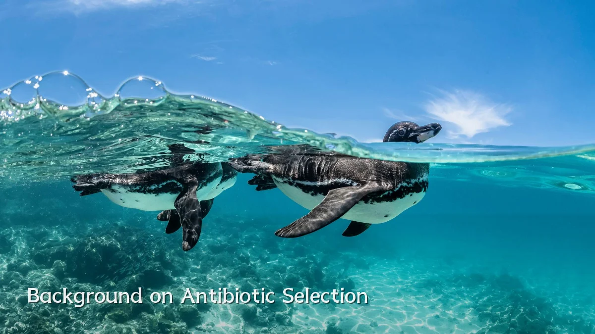Background on Antibiotic Selection